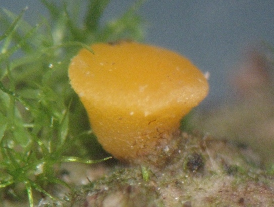 macrostoma