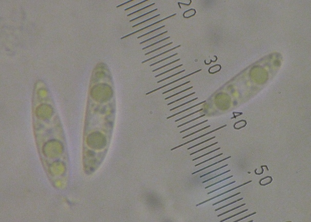 macrostoma