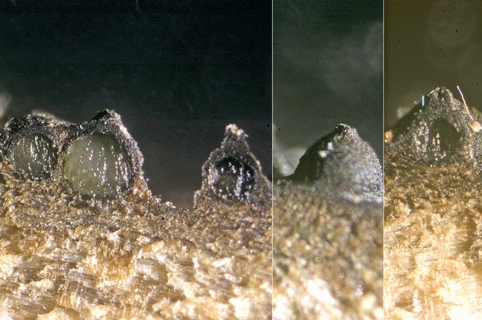 macrostoma