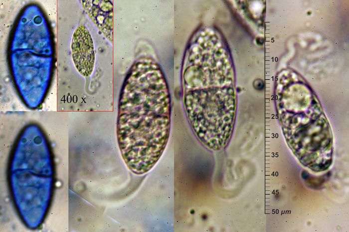 macrostoma