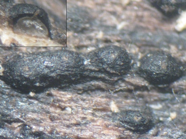 macrostoma
