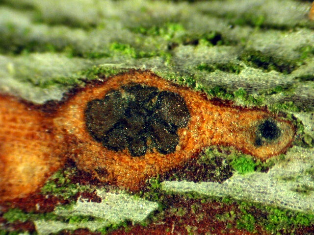 macrostoma
