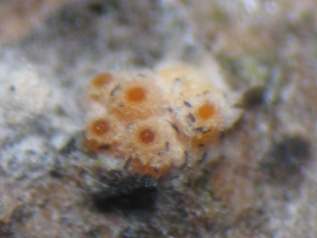 macrostoma