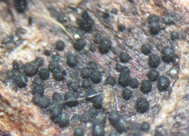 macrostoma