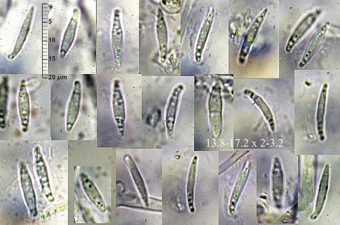 macrostoma