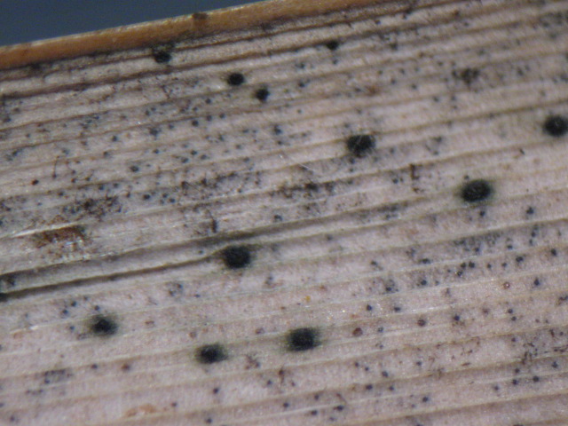 macrostoma