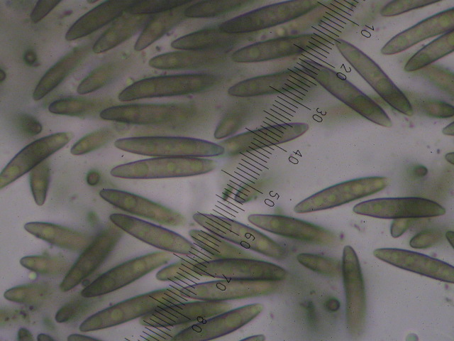 macrostoma