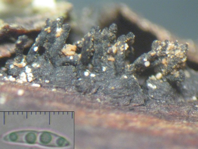 macrostoma