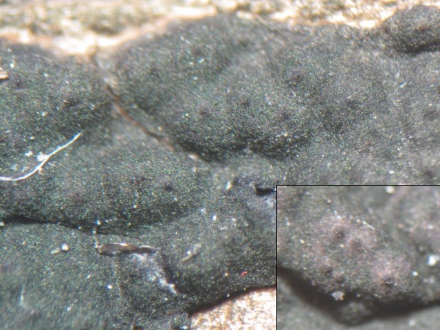 macrostoma