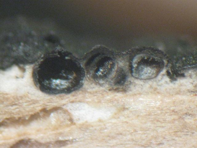 macrostoma