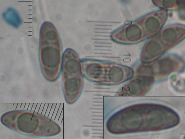 macrostoma