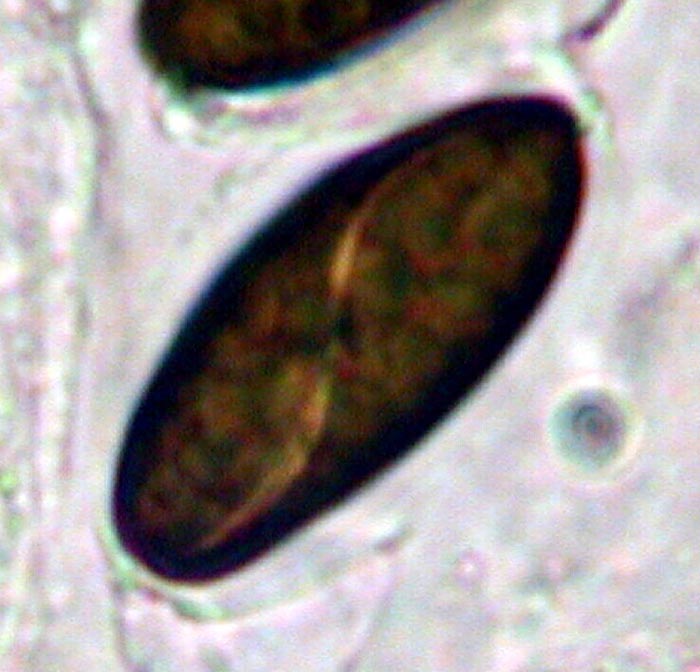 macrostoma