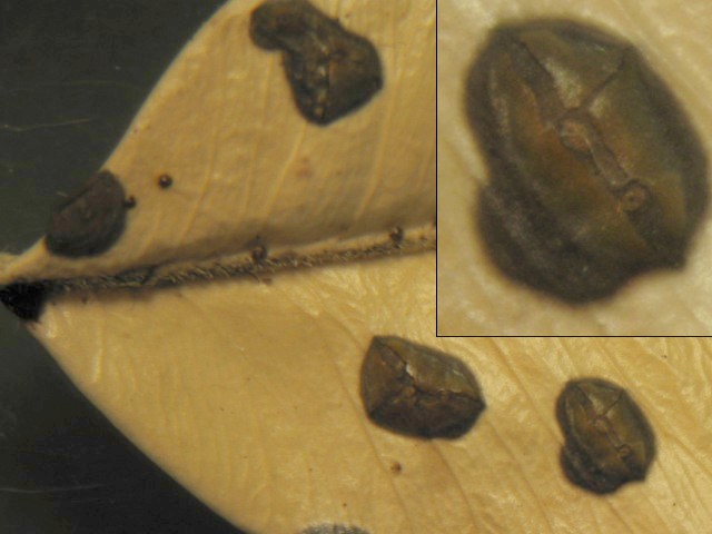 macrostoma