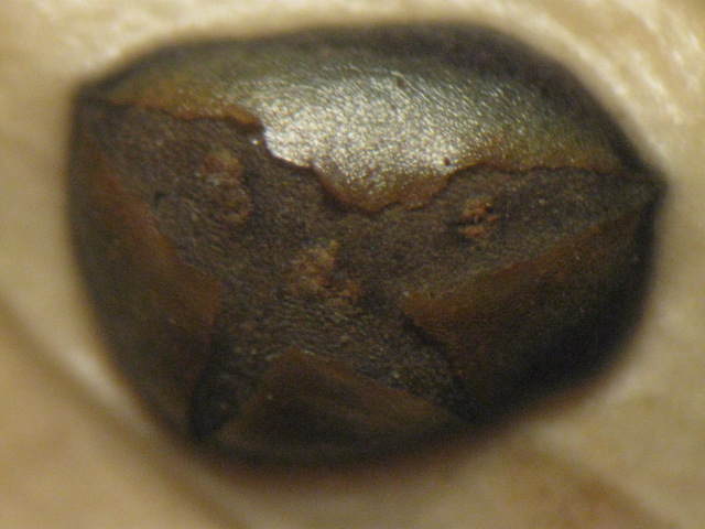 macrostoma