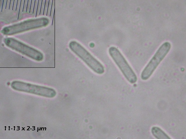 macrostoma