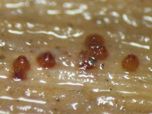 macrostoma