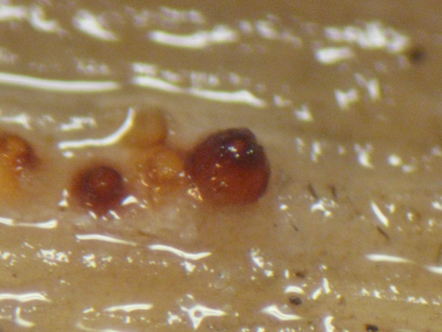 macrostoma