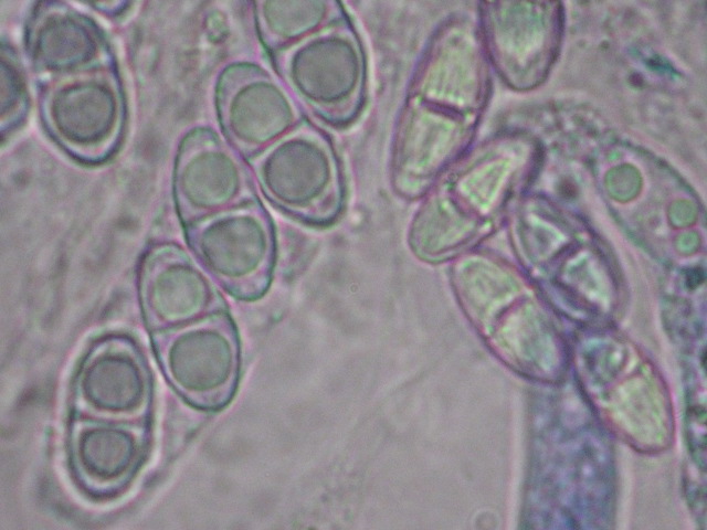macrostoma