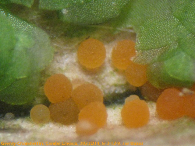 macrostoma