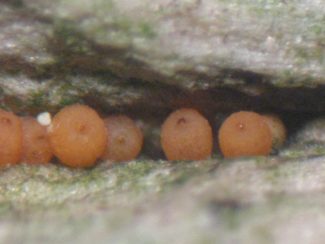 macrostoma