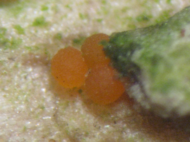 macrostoma