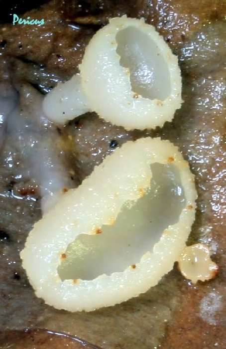 macrostoma