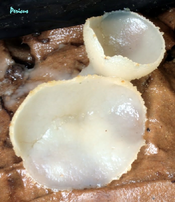 macrostoma