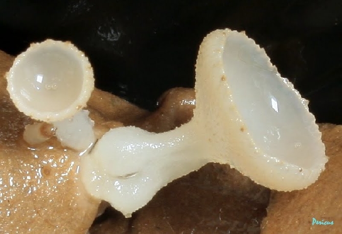 macrostoma