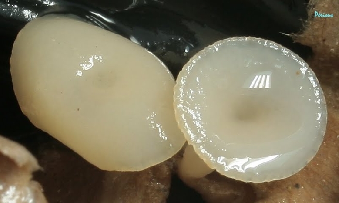 macrostoma