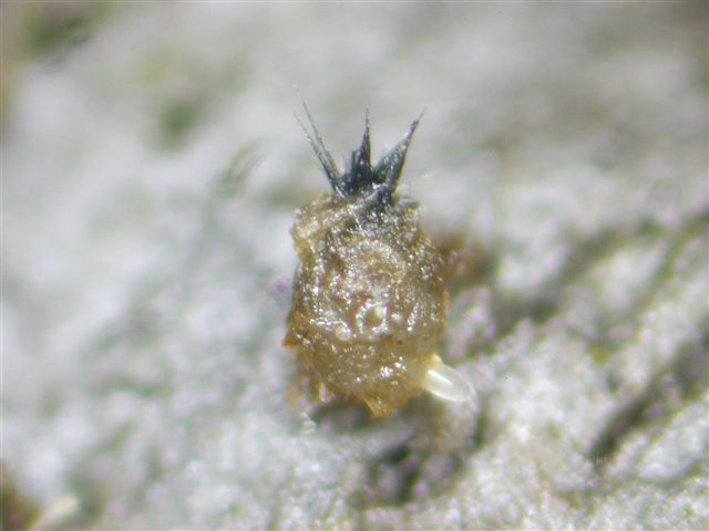 macrostoma