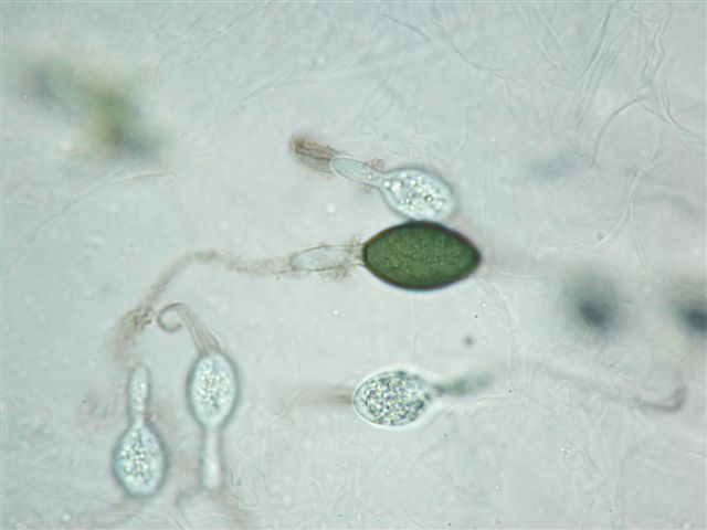 macrostoma