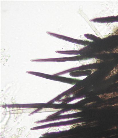 macrostoma