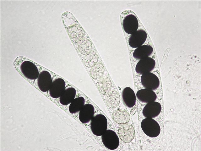 macrostoma