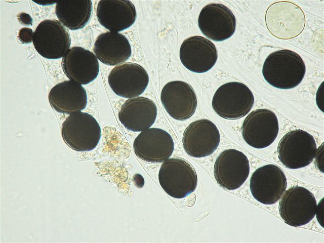 macrostoma
