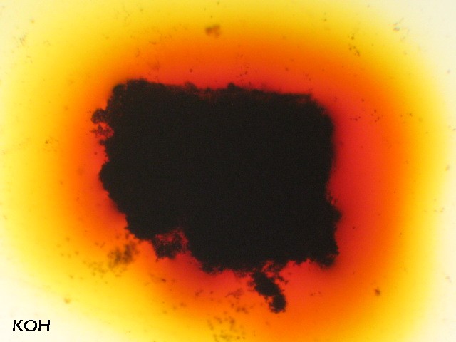 macrostoma
