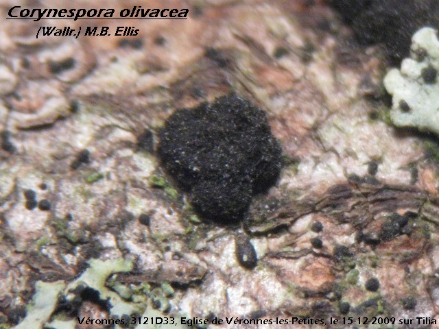 macrostoma