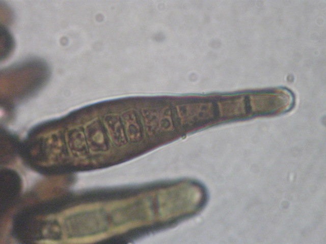 macrostoma