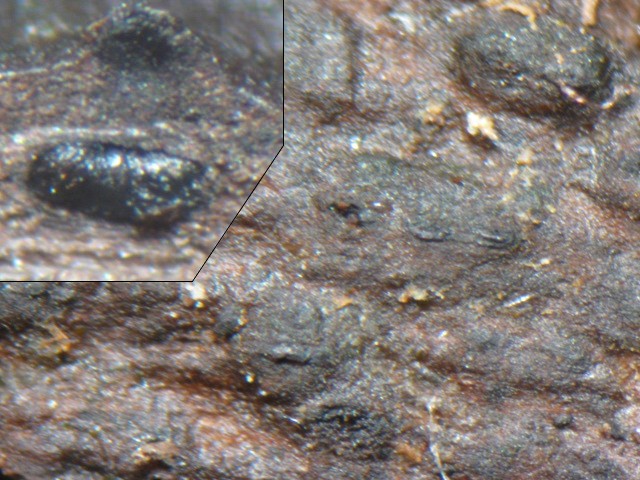 macrostoma