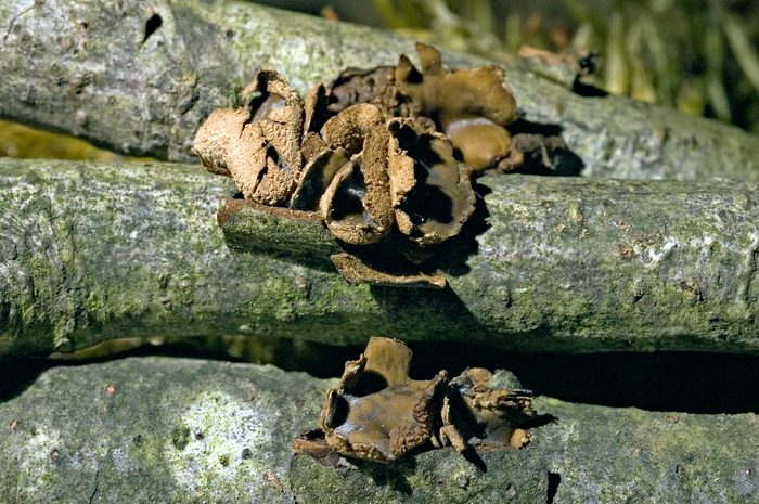 macrostoma
