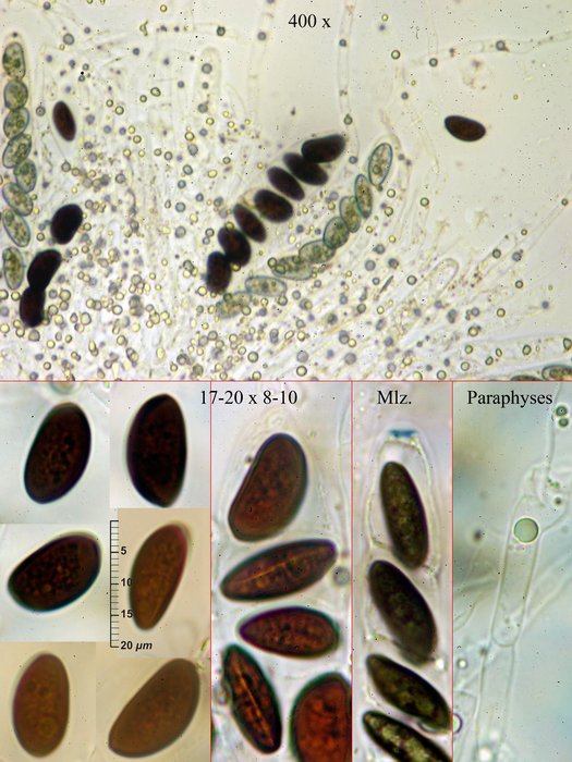 macrostoma