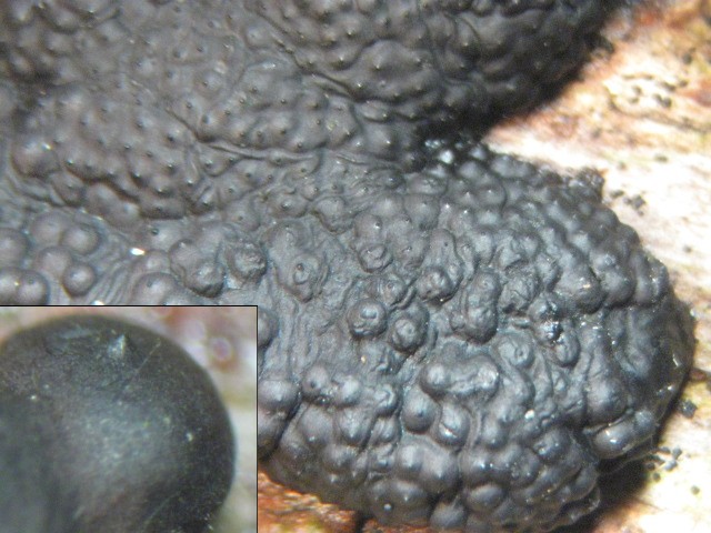 macrostoma