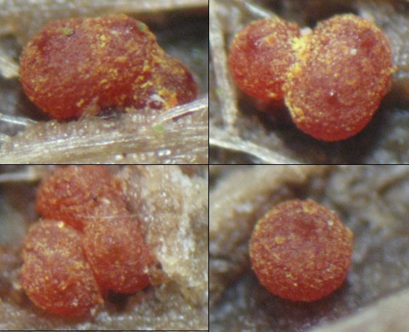 macrostoma