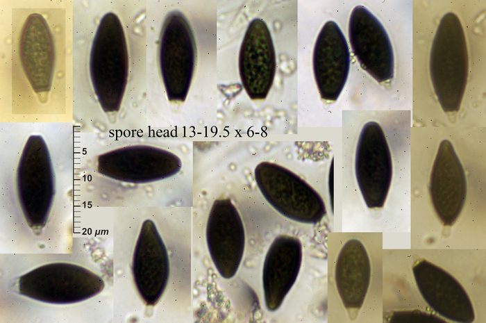 macrostoma