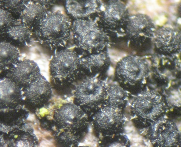 macrostoma