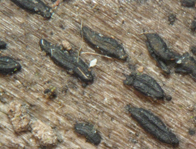 macrostoma