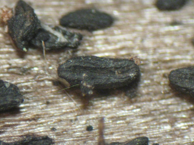 macrostoma