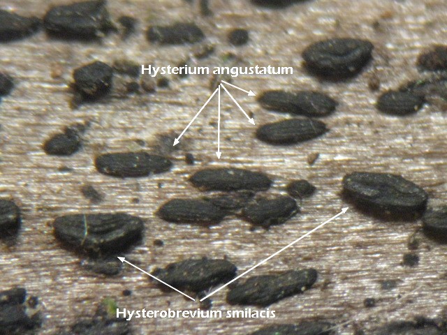 macrostoma