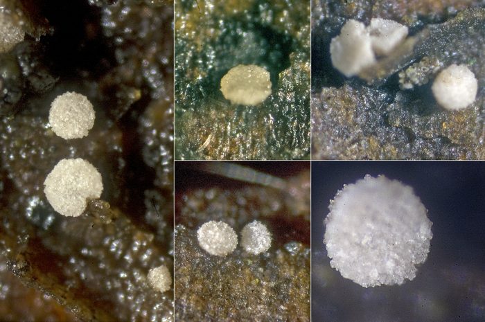 macrostoma