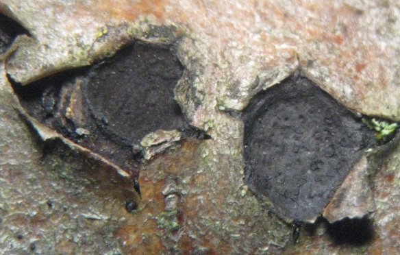 macrostoma