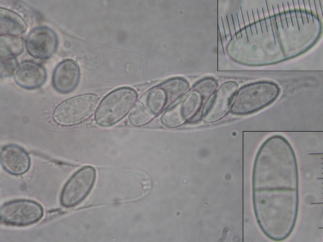 macrostoma